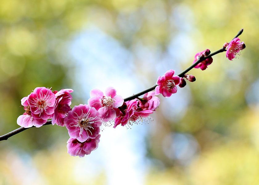 Image for article Menschen beeilen sich, um auf einem Markt in China Kalender mit Motiven zu Falun Dafa zu bekommen