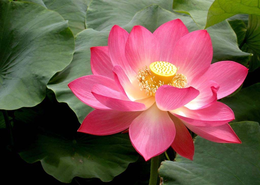 Image for article „Warum haben Sie mit dem Praktizieren von Falun Gong aufgehört?“