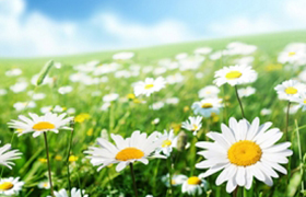 Image for article Kontrast: KP führt zu Depression und Selbstmord – Falun Dafa hilft aus Depression heraus