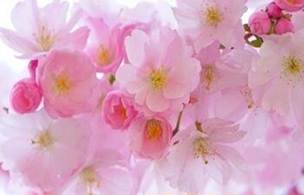 Image for article Krebsdiagnose – Falun Dafa gab mir ein neues Leben