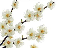 Image for article Die grundlegenden Fakten über Falun Dafa erklären
