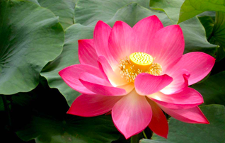 Image for article China-Fahui-Beiträge inspirieren kanadische Praktizierende zu mehr Güte