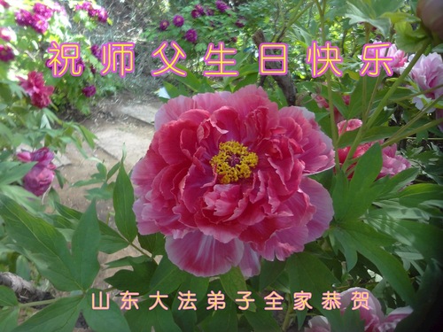 Image for article Falun-Dafa-Praktizierende in der Provinz Shandong feiern den Welt-Falun-Dafa-Tag und gratulieren dem verehrten Meister respektvoll zum Geburtstag (124 Grüße)