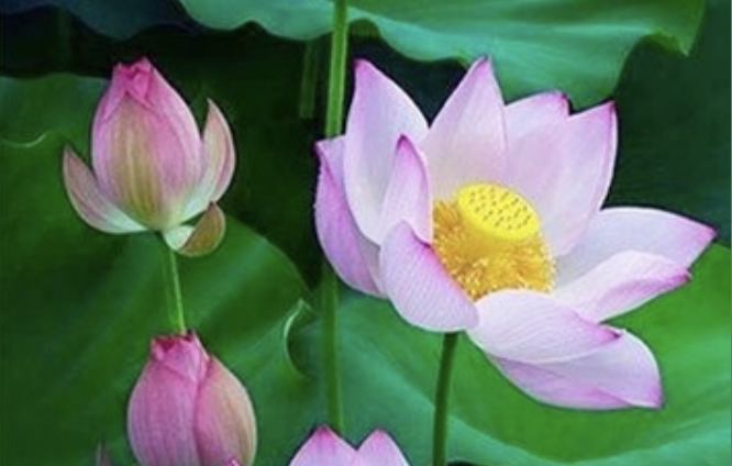 Image for article Das neueste Jingwen lernen und die grundlegende Anhaftung finden