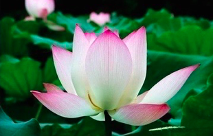 Image for article Als ich an einer tödlichen Krankheit litt, schenkte mir Falun Dafa ein neues Leben