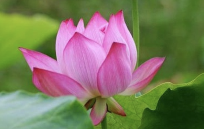 Image for article Durch seinen Glauben an Dafa verschwand der Krebs meines Mannes
