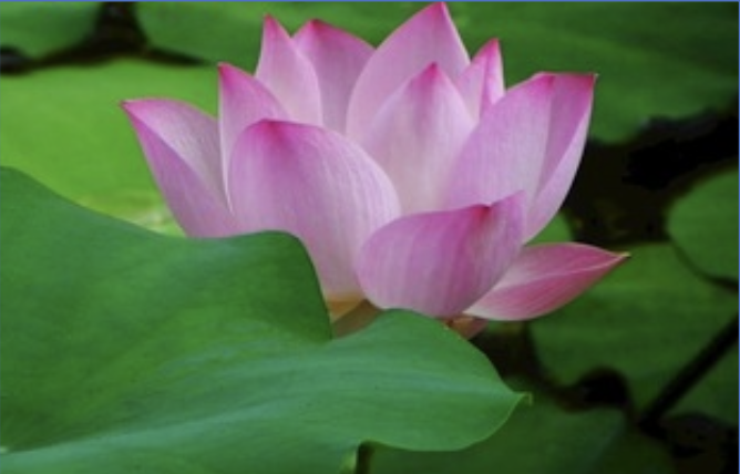Image for article Junge Praktizierende durch Falun Dafa gesegnet