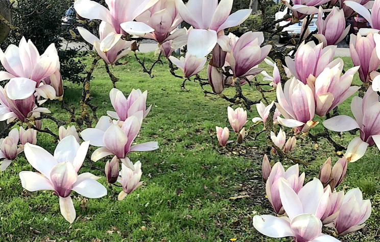 Image for article 101 häufig gestellte Fragen zu Falun Dafa