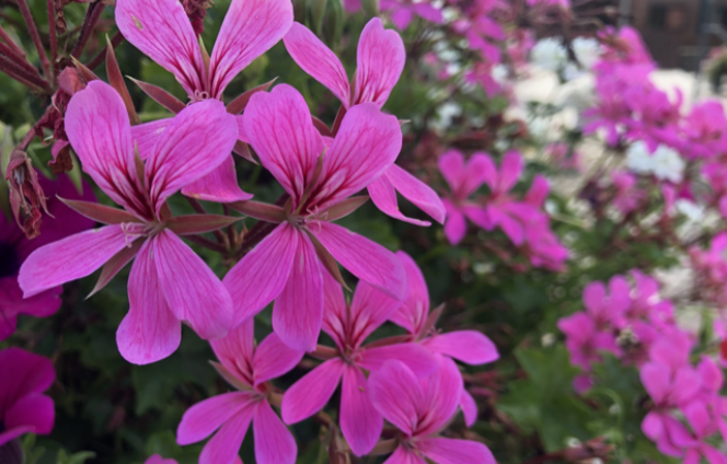 Image for article Mundkultivierung bedeutet, sein Herz zu kultivieren