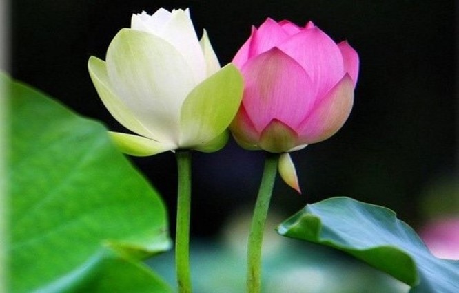 Image for article Inspiriert von China Fahui: Australische Praktizierende vertiefen ihr Verständnis