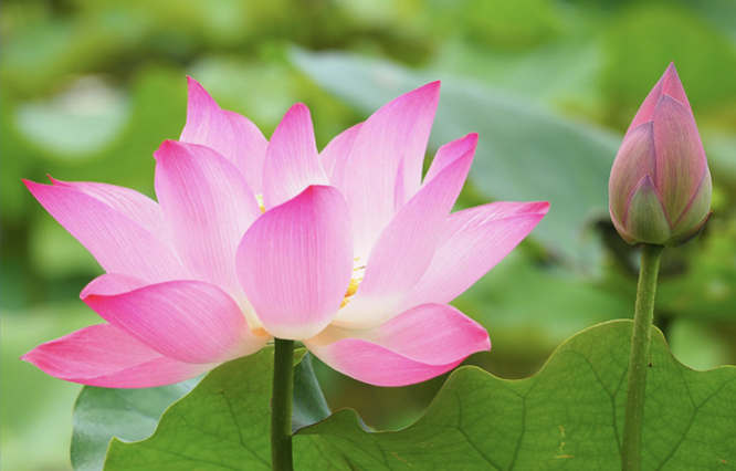 Image for article Reaktionen der Praktizierenden in den USA nach der Lektüre der China-Fahui-Berichte (Teil 2)