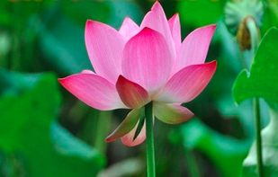 Image for article Auf eine solide Kultivierung achten – Erkenntnisse europäischer Praktizierender nach der Lektüre der China-Fahui-Beiträge