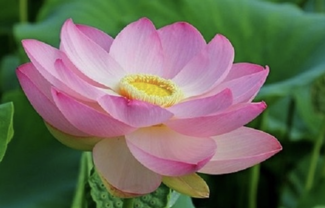 Image for article Taiwanische Praktizierende durch China-Fahui-Beiträge zu fleißiger Kultivierung inspiriert