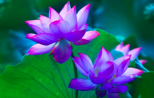 Image for article Eine Praktizierende in Taiwan: Von den Artikeln der China Fahui inspiriert