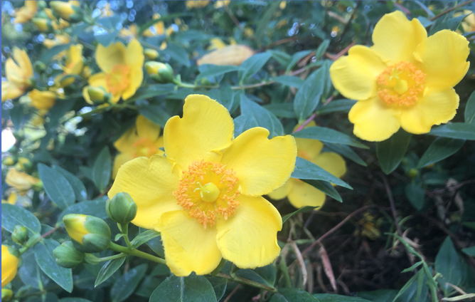 Image for article Die Kultivierung im Dafa hat mich verjüngt