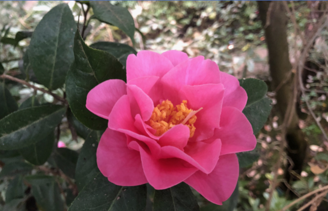 Image for article Unsere Großfamilie ist von Falun Dafa gesegnet