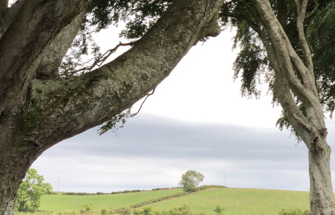 Image for article Aus Serbien: Praktizierende müssen unberührt bleiben – ganz gleich, was die Zukunft bringt