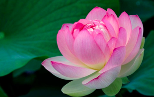 Image for article Ansporn und Inspiration – so die Wirkung der 22. China Fahui auf Europas Praktizierende