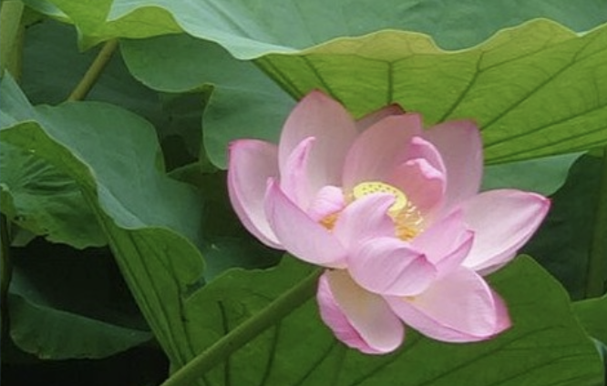 Image for article Missverständnis von „Junge Praktizierende werden doch noch Familien gründen“ – wie ich mich von sexuellen Begierden befreite