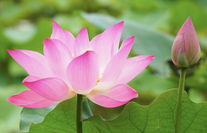 Image for article Falun Dafa ist mein wertvollster Schatz