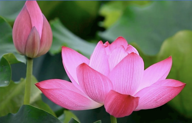 Image for article Falun Dafa hat mir ein neues Leben geschenkt