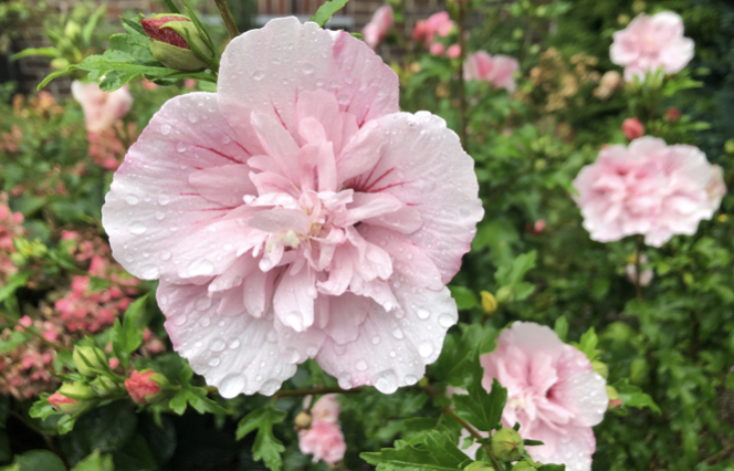 Image for article Nach 20 Jahren Krankheit und Leid wurden wir dank Falun Dafa wieder gesund