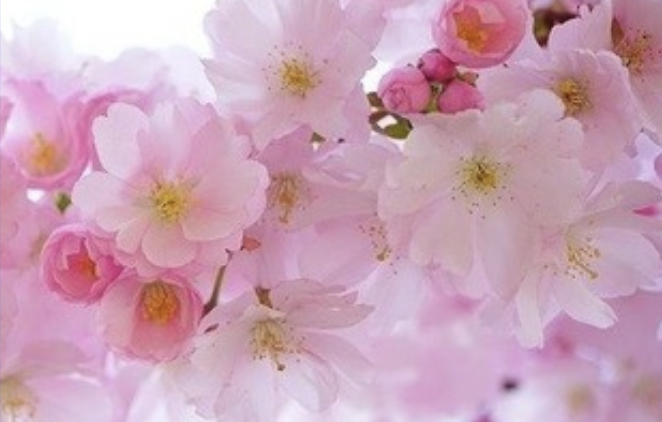 Image for article Wie enorm sich das Leben und die Gesundheit einer älteren Frau gewandelt haben, seit sie Falun Dafa praktiziert