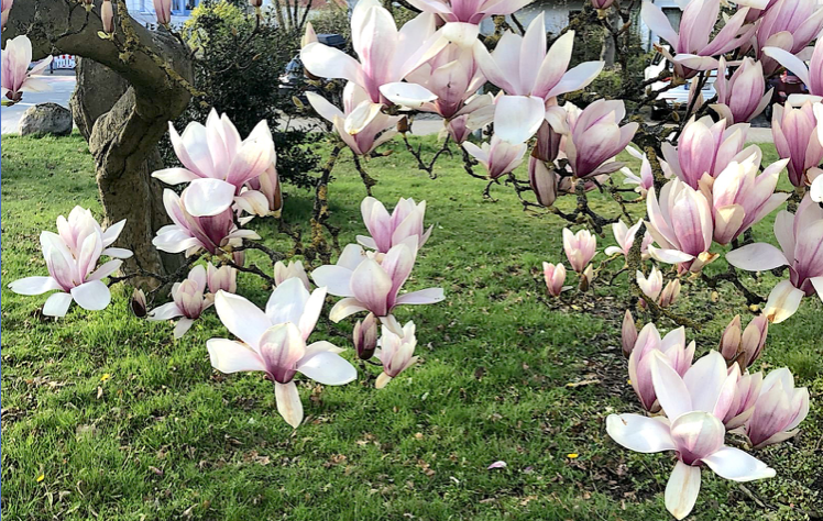 Image for article Eine neue Praktizierende: Meine Verwandlung nach nur einem Jahr der Kultivierung