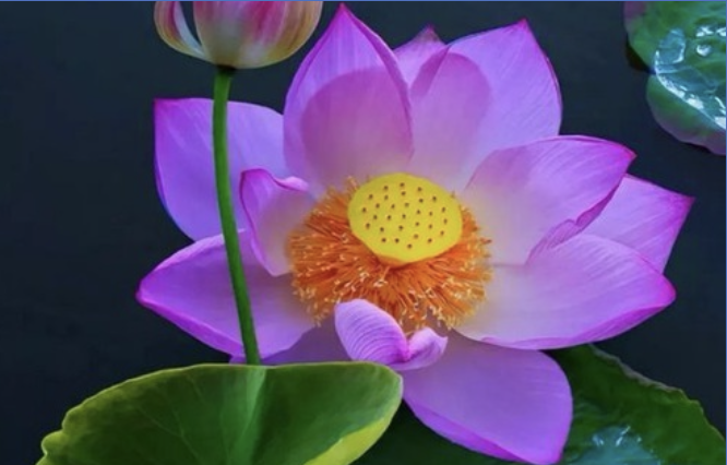 Image for article Falun Dafa bringt Erleichterung für Menschen mit Sorgen und Problemen