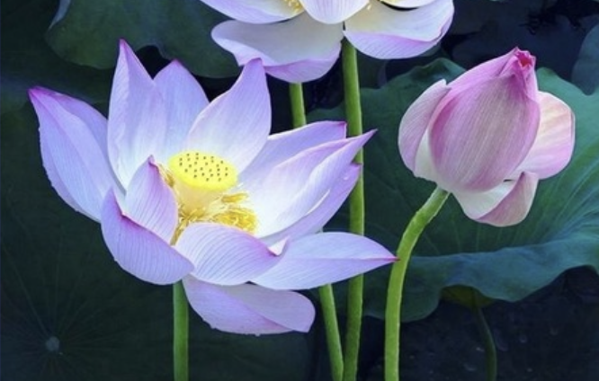 Image for article Achte, auf wen du hörst!