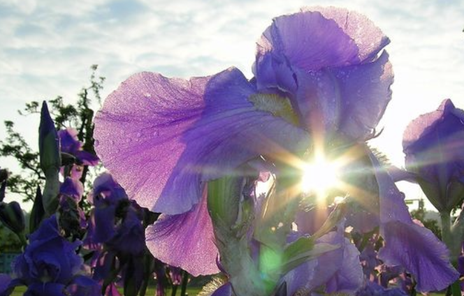 Image for article Meine Mutter überlebte Krebs in mehreren Organen mithilfe von Falun Dafa