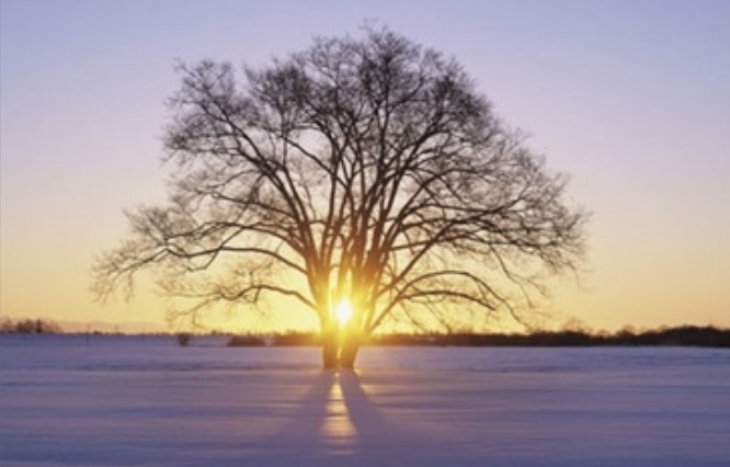 Image for article Von unerträglichen Schmerzen zur Genesung: Wie Falun Dafa mein Leben veränderte