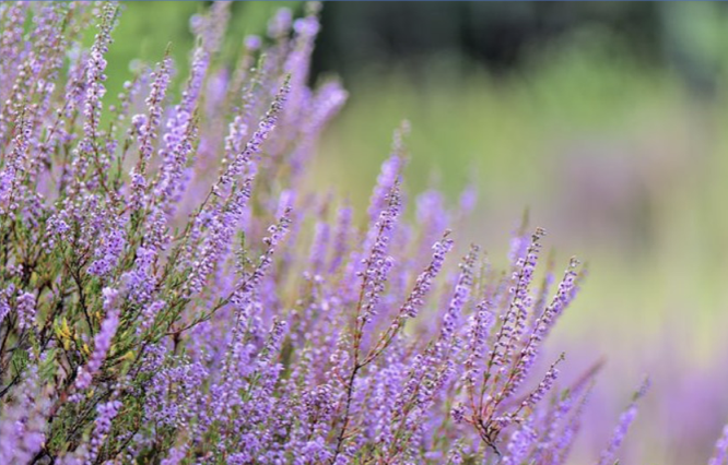 Image for article Verantwortung für uns und andere übernehmen: Meine Gedanken zu Krankheitskarma