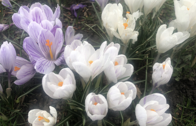 Image for article Mit unserer Redeweise, unserem Verhalten und unserem Äußeren repräsentieren wir Dafa