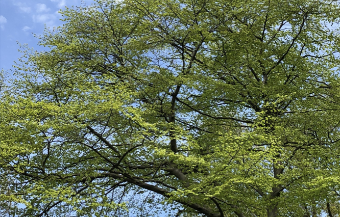 Image for article Chemotherapie abgebrochen – durch Falun Dafa zu einem neuen Leben gefunden