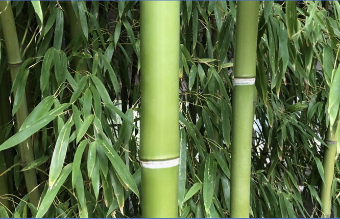 Image for article Bequemlichkeit – ein Feind der wahren Kultivierung