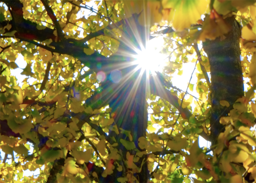 Image for article Gute Gedanken über Falun Dafa: Eine Fabrik wird gerettet