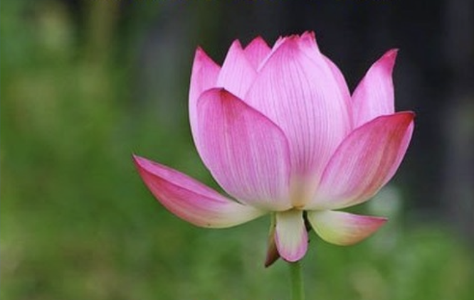 Image for article Warum kann die Polizei in meiner Region immer noch Praktizierende verfolgen?