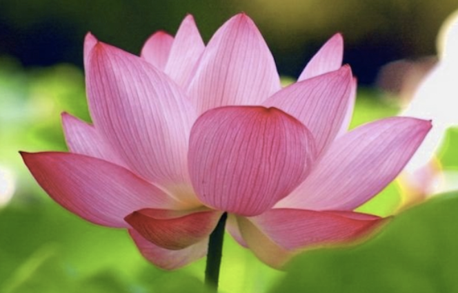 Image for article „Schau mal, wie wunderbar Falun-Dafa-Praktizierende sind!“