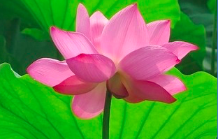 Image for article Zur Erinnerung: Geratet nicht in die Denkweise gewöhnlicher Menschen