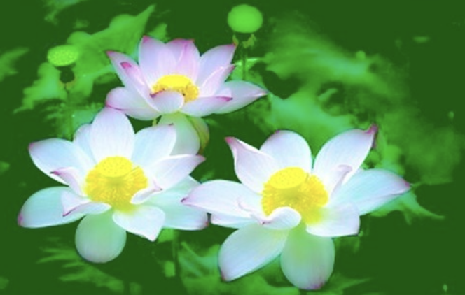 Image for article Es ist großes Glück, Falun Dafa praktizieren zu können