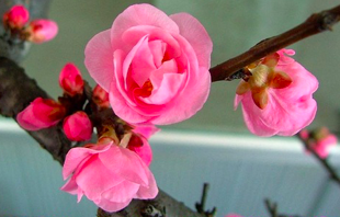 Image for article Aus den USA: Über die Promotion von Shen Yun im Jahr 2026