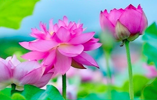 Image for article Gedanken zum Artikelschreiben zum Welt-Falun-Dafa-Tag