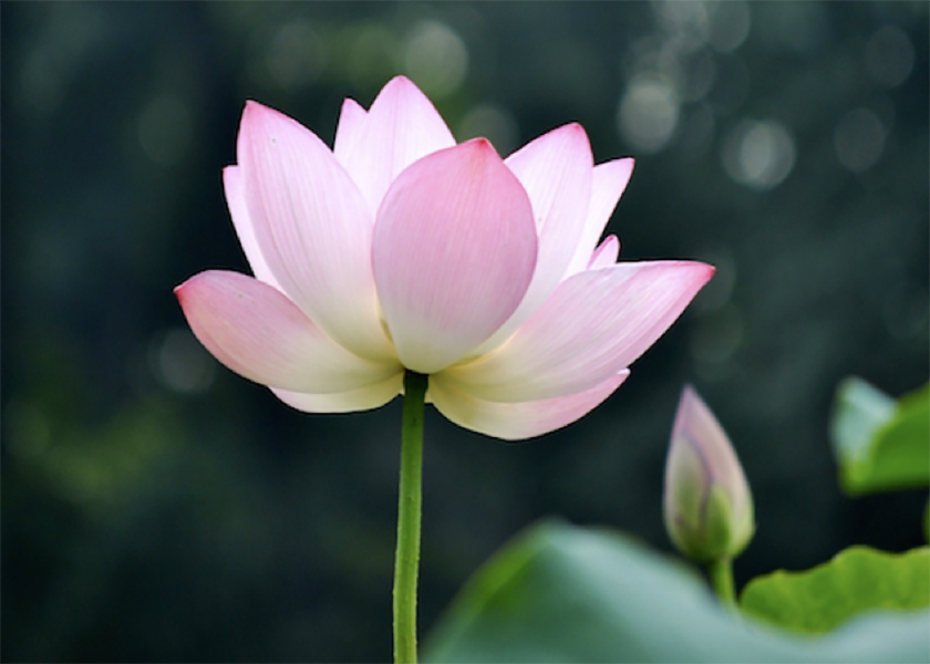 Image for article Mein 17 Jahre lang verkrüppeltes Bein heilte, während ich das „Zhuan Falun“ las