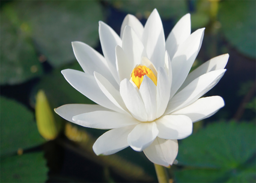 Image for article Nach der Lektüre von Beiträgen zum Welt-Falun-Dafa-Tag auf Minghui reflektieren Praktizierende über ihre Kultivierung