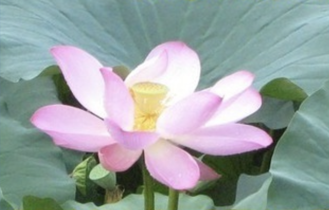 Image for article Falun Dafa zu praktizieren, ist ein Segen