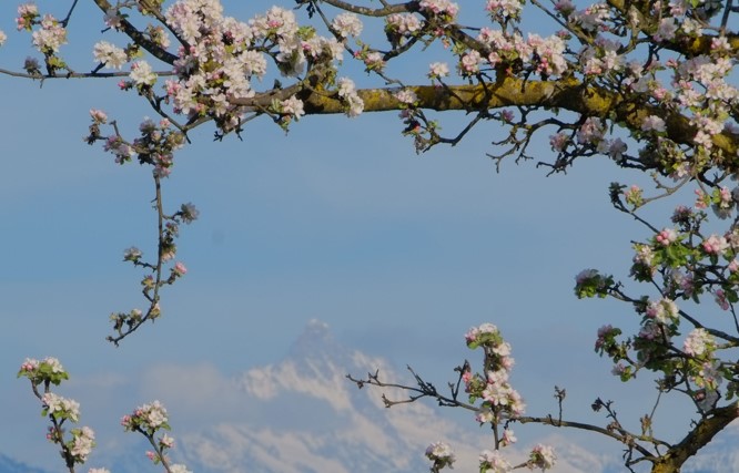 Image for article Aus den USA: Vorstellung von Falun Dafa im Rahmen von Partnerschaftsprogrammen zwischen Gemeinde und Polizei