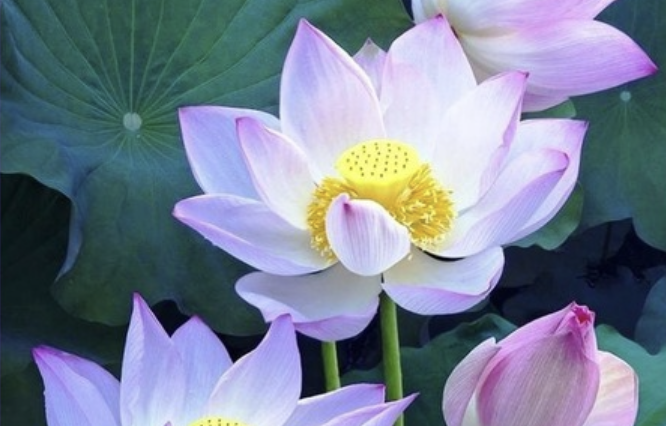 Image for article Rückblick auf die großartige Verbreitung von Falun Dafa an unserer Universität