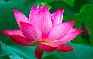 Image for article Aus dem Nahen Osten: Falun Dafa ist eine aufrichtige Kultivierungsmethode