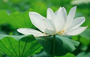 Image for article Aus Taiwan: Mich bei jedem Gedanken gemäß Falun Dafa korrigieren – die Menschen die Güte von Dafa spüren lassen